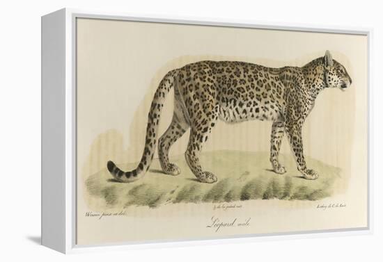 A Male Leopard-null-Framed Premier Image Canvas