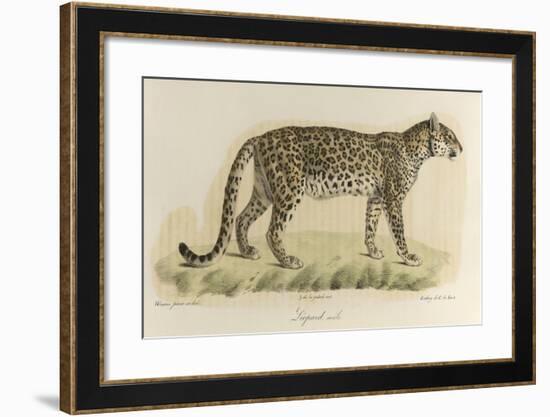 A Male Leopard-null-Framed Giclee Print