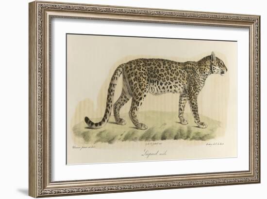 A Male Leopard-null-Framed Giclee Print