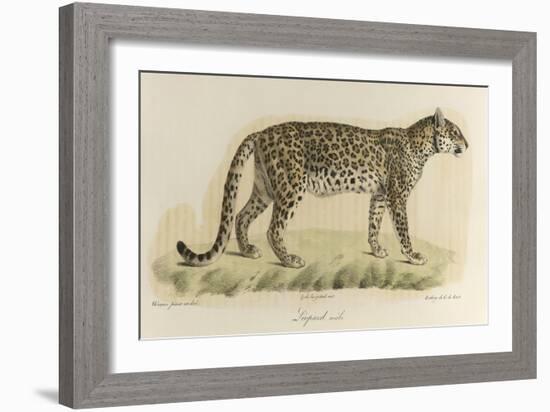 A Male Leopard-null-Framed Giclee Print