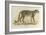 A Male Leopard-null-Framed Giclee Print