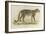 A Male Leopard-null-Framed Giclee Print