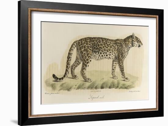 A Male Leopard-null-Framed Giclee Print