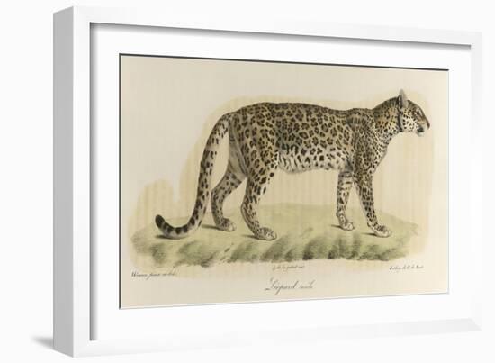 A Male Leopard-null-Framed Giclee Print