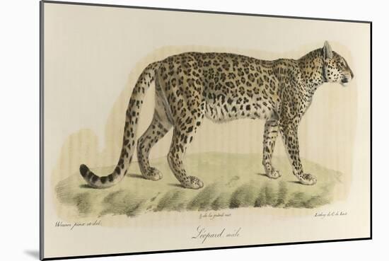 A Male Leopard-null-Mounted Giclee Print