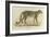 A Male Leopard-null-Framed Giclee Print