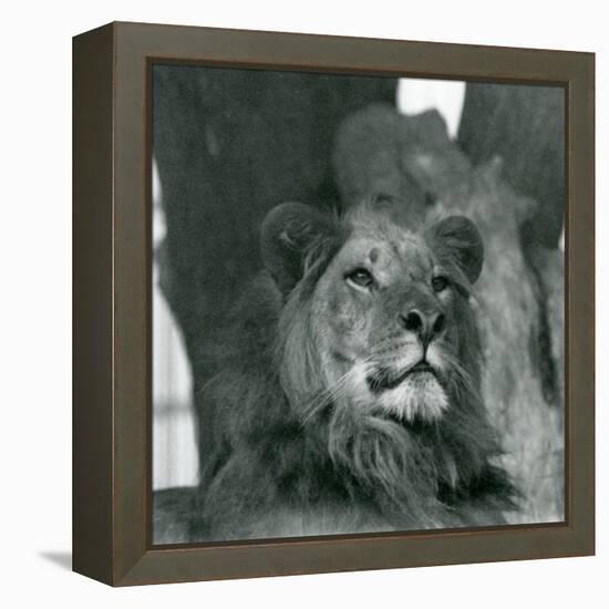 A Male Lion at London Zoo in 1929 (B/W Photo)-Frederick William Bond-Framed Premier Image Canvas