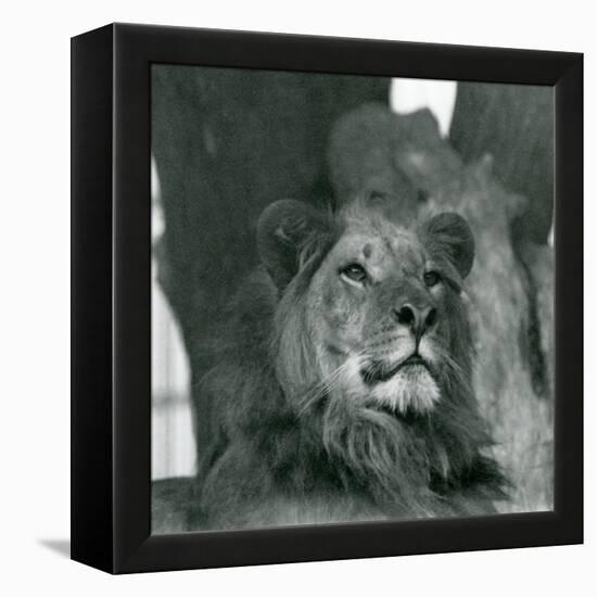 A Male Lion at London Zoo in 1929 (B/W Photo)-Frederick William Bond-Framed Premier Image Canvas