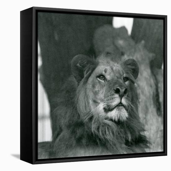 A Male Lion at London Zoo in 1929 (B/W Photo)-Frederick William Bond-Framed Premier Image Canvas