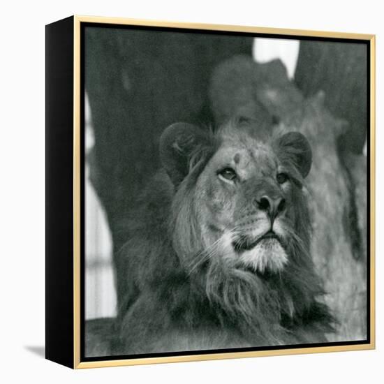 A Male Lion at London Zoo in 1929 (B/W Photo)-Frederick William Bond-Framed Premier Image Canvas