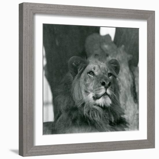 A Male Lion at London Zoo in 1929 (B/W Photo)-Frederick William Bond-Framed Giclee Print