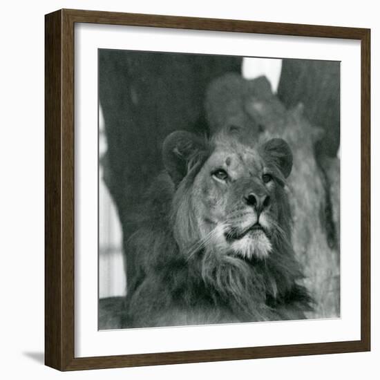 A Male Lion at London Zoo in 1929 (B/W Photo)-Frederick William Bond-Framed Giclee Print