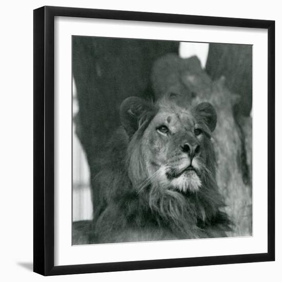 A Male Lion at London Zoo in 1929 (B/W Photo)-Frederick William Bond-Framed Giclee Print