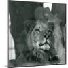 A Male Lion at London Zoo in 1929 (B/W Photo)-Frederick William Bond-Mounted Giclee Print