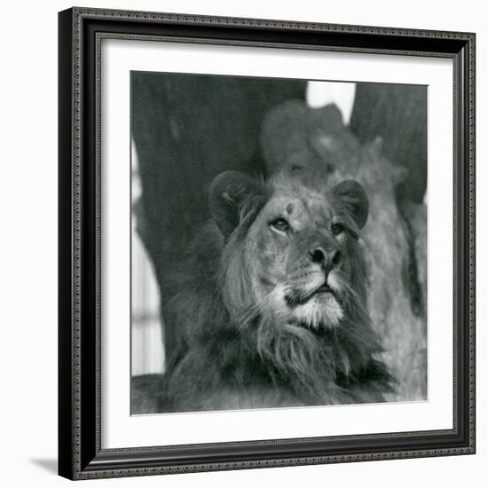 A Male Lion at London Zoo in 1929 (B/W Photo)-Frederick William Bond-Framed Giclee Print