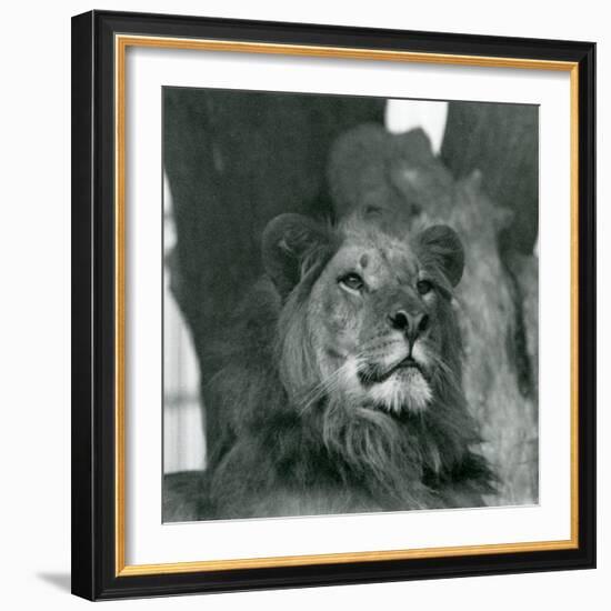 A Male Lion at London Zoo in 1929 (B/W Photo)-Frederick William Bond-Framed Giclee Print