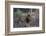 A male lion (Panthera leo) patrolling, Botswana, Africa-Sergio Pitamitz-Framed Photographic Print