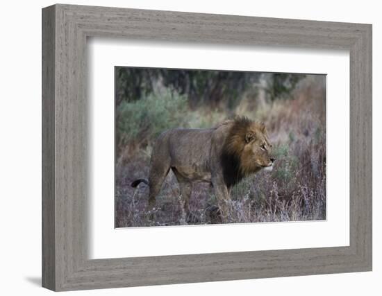 A male lion (Panthera leo) patrolling, Botswana, Africa-Sergio Pitamitz-Framed Photographic Print