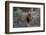 A male lion (Panthera leo) patrolling, Botswana, Africa-Sergio Pitamitz-Framed Photographic Print