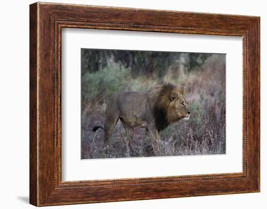 A male lion (Panthera leo) patrolling, Botswana, Africa-Sergio Pitamitz-Framed Photographic Print