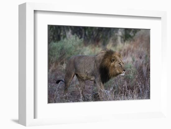 A male lion (Panthera leo) patrolling, Botswana, Africa-Sergio Pitamitz-Framed Photographic Print