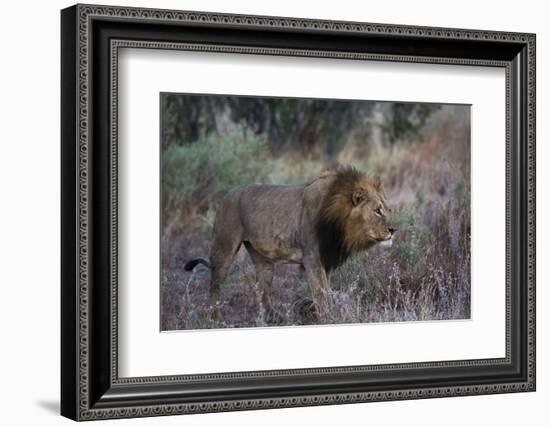 A male lion (Panthera leo) patrolling, Botswana, Africa-Sergio Pitamitz-Framed Photographic Print