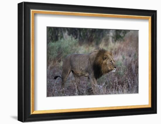 A male lion (Panthera leo) patrolling, Botswana, Africa-Sergio Pitamitz-Framed Photographic Print