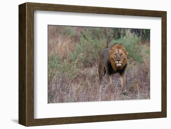 A male lion patrolling. Okavango Delta, Botswana-Sergio Pitamitz-Framed Photographic Print