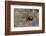 A male lion patrolling. Okavango Delta, Botswana-Sergio Pitamitz-Framed Photographic Print