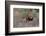 A male lion patrolling. Okavango Delta, Botswana-Sergio Pitamitz-Framed Photographic Print