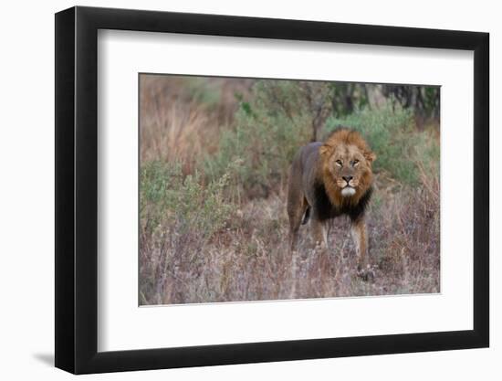 A male lion patrolling. Okavango Delta, Botswana-Sergio Pitamitz-Framed Photographic Print