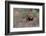 A male lion patrolling. Okavango Delta, Botswana-Sergio Pitamitz-Framed Photographic Print