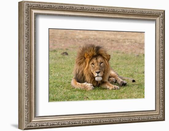 A male lion resting on grass. Masai Mara National Reserve, Kenya, Africa.-Sergio Pitamitz-Framed Photographic Print