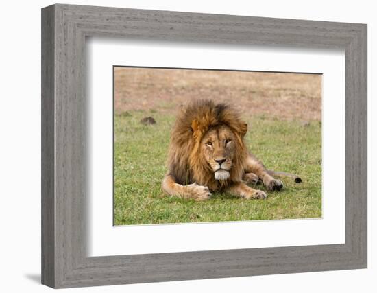 A male lion resting on grass. Masai Mara National Reserve, Kenya, Africa.-Sergio Pitamitz-Framed Photographic Print