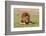 A male lion resting on grass. Masai Mara National Reserve, Kenya, Africa.-Sergio Pitamitz-Framed Photographic Print