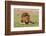 A male lion resting on grass. Masai Mara National Reserve, Kenya, Africa.-Sergio Pitamitz-Framed Photographic Print