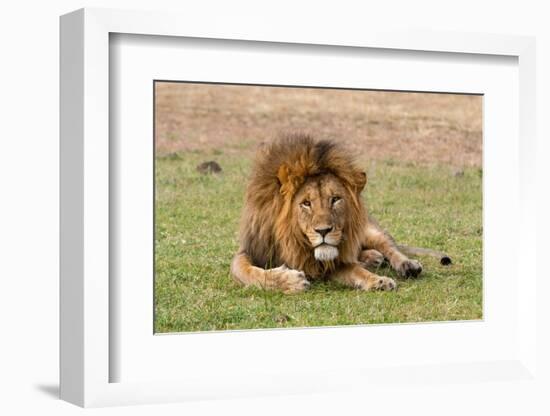 A male lion resting on grass. Masai Mara National Reserve, Kenya, Africa.-Sergio Pitamitz-Framed Photographic Print