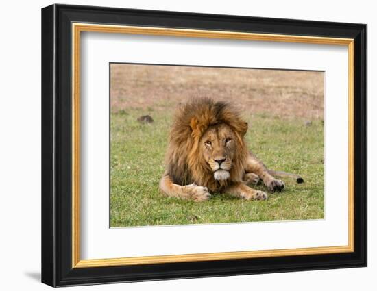 A male lion resting on grass. Masai Mara National Reserve, Kenya, Africa.-Sergio Pitamitz-Framed Photographic Print