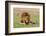 A male lion resting on grass. Masai Mara National Reserve, Kenya, Africa.-Sergio Pitamitz-Framed Photographic Print