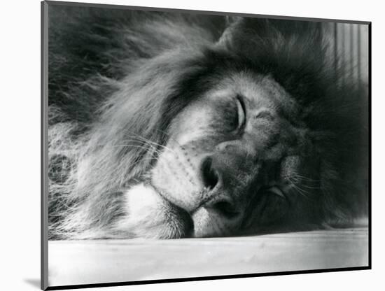 A Male Lion Sleeping in His Enclosure at London Zoo in 1924 (B/W Photo)-Frederick William Bond-Mounted Giclee Print