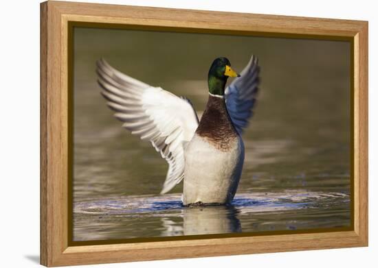 A Male Mallard Bathing in a Lake in Southern California-Neil Losin-Framed Premier Image Canvas