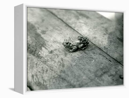 A Male Midwife Toad, Carrying Fertilised Eggs on His Back, London Zoo, September 1921-Frederick William Bond-Framed Premier Image Canvas