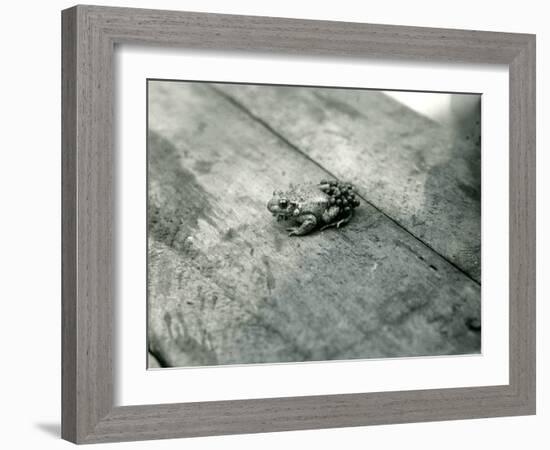 A Male Midwife Toad, Carrying Fertilised Eggs on His Back, London Zoo, September 1921-Frederick William Bond-Framed Photographic Print