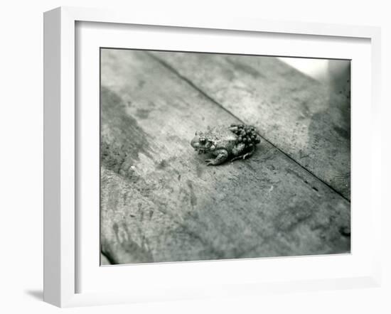 A Male Midwife Toad, Carrying Fertilised Eggs on His Back, London Zoo, September 1921-Frederick William Bond-Framed Photographic Print