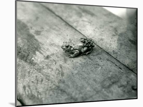 A Male Midwife Toad, Carrying Fertilised Eggs on His Back, London Zoo, September 1921-Frederick William Bond-Mounted Photographic Print