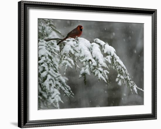 A Male Northern Cardinal Sits on a Pine Branch in Bainbridge Township, Ohio, January 24, 2007-Amy Sancetta-Framed Photographic Print