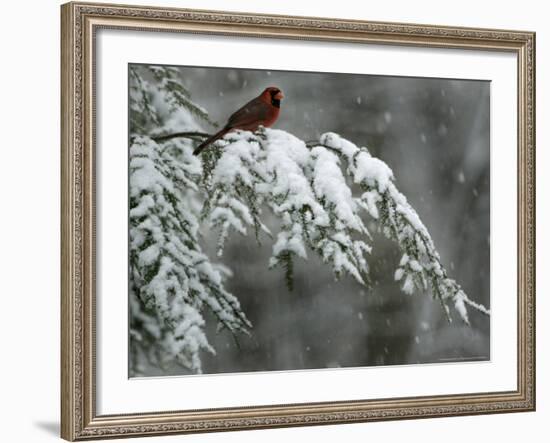 A Male Northern Cardinal Sits on a Pine Branch in Bainbridge Township, Ohio, January 24, 2007-Amy Sancetta-Framed Photographic Print