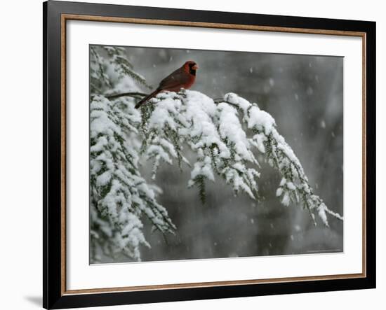 A Male Northern Cardinal Sits on a Pine Branch in Bainbridge Township, Ohio, January 24, 2007-Amy Sancetta-Framed Photographic Print