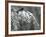 A Male Northern Cardinal Sits on a Pine Branch in Bainbridge Township, Ohio, January 24, 2007-Amy Sancetta-Framed Photographic Print