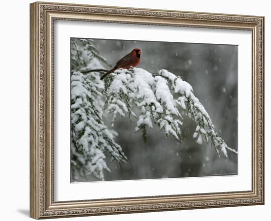 A Male Northern Cardinal Sits on a Pine Branch in Bainbridge Township, Ohio, January 24, 2007-Amy Sancetta-Framed Photographic Print